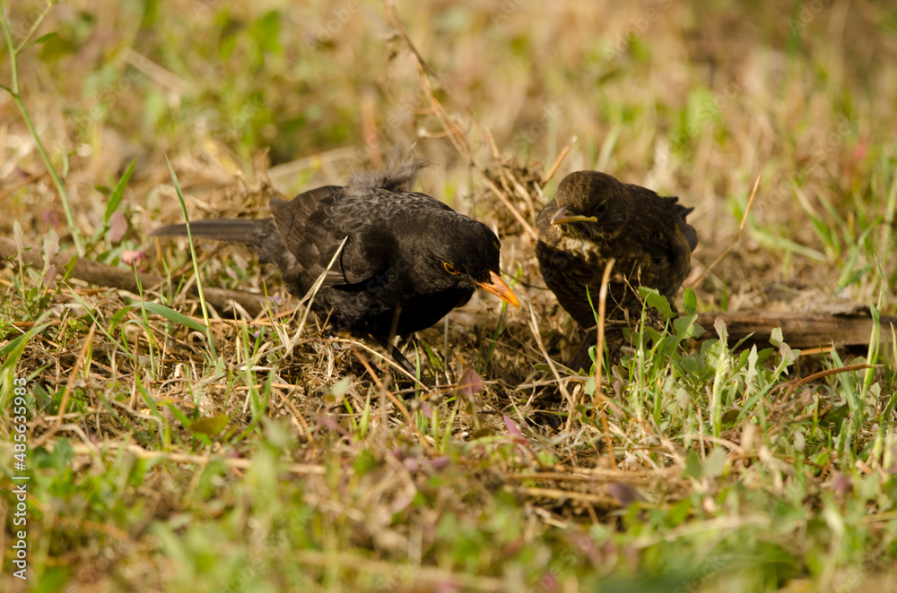 Common blackbirds Turdus merula cabrerae. Male searching for food with one of its chicks. Gran Canaria. Canary Islands. Spain. Common blackbirds Turdus merula cabrerae. Male searching for food with one of its chicks. Gran Canaria. Canary Islands. Spain.