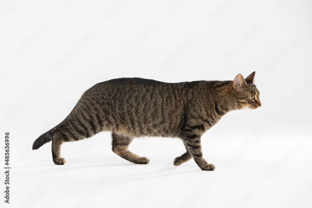 Side view as she-cat walks across the white background.