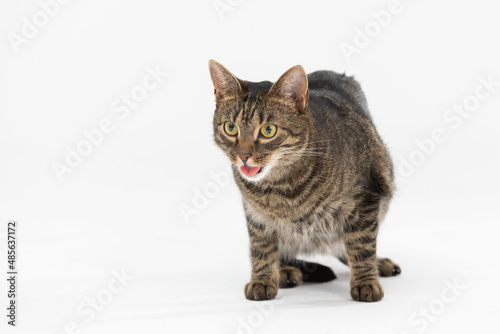 She-cat opens her mouth and sticks out her tongue while sitting on a white background. © fotodrobik