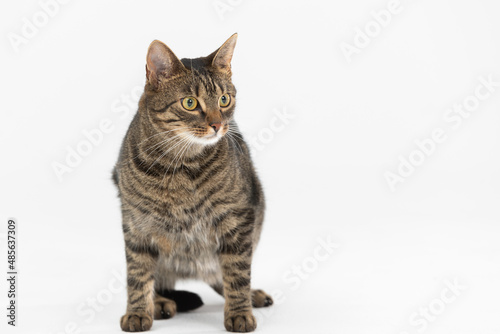 She-cat politely sits and looks to the side, sitting on a white background.
