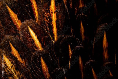 Background with feathers of a rooster 