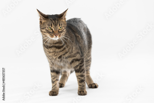 An angry she-cat stands ready to attack the white background.