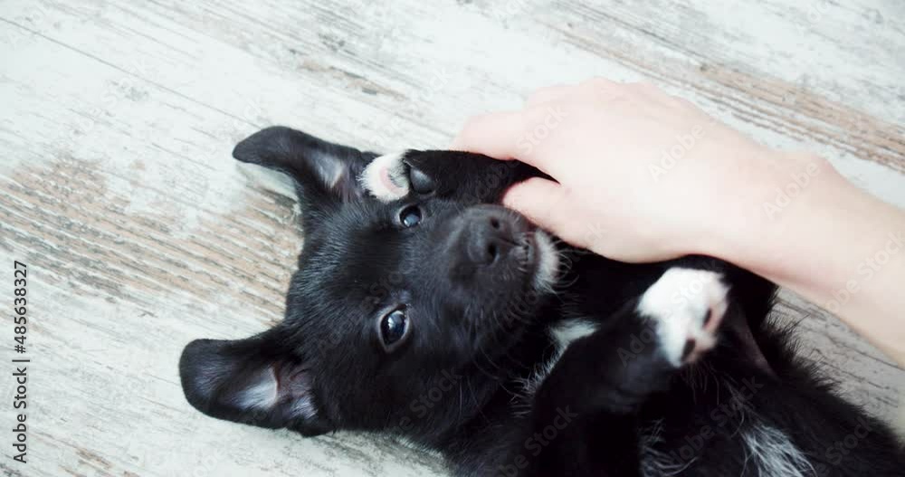 close-up, portrait of a surprised dog, the owner does a paw massage and plays the phone close-up, portrait of a surprised dog, the owner does a paw massage and plays the phone