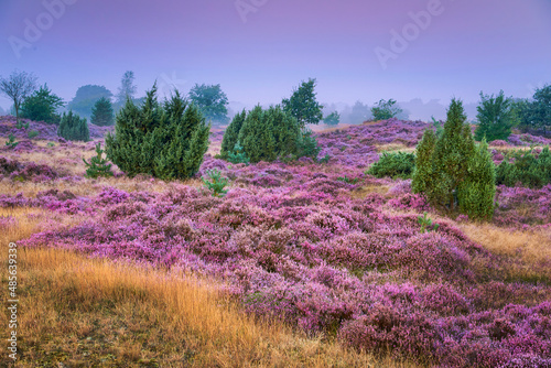 Purple heath on the Veluwe in the Netherlands