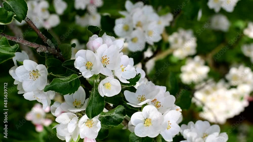 White flower on an apple tree. Spring time of year. White flower on an apple tree. Spring time of year.
