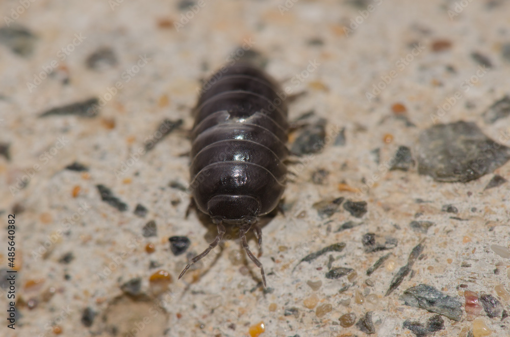 Front view of a common pill-bug Armadillidium vulgare. La Ballena. Las Palmas de Gran Canaria. Gran Canaria. Canary Islands. Spain. Front view of a common pill-bug Armadillidium vulgare. La Ballena. Las Palmas de Gran Canaria. Gran Canaria. Canary Islands. Spain.