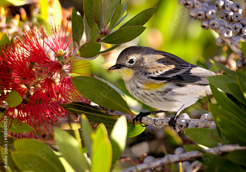 A Yellow-rumped Warbler bird (Dendroica coronata) - 