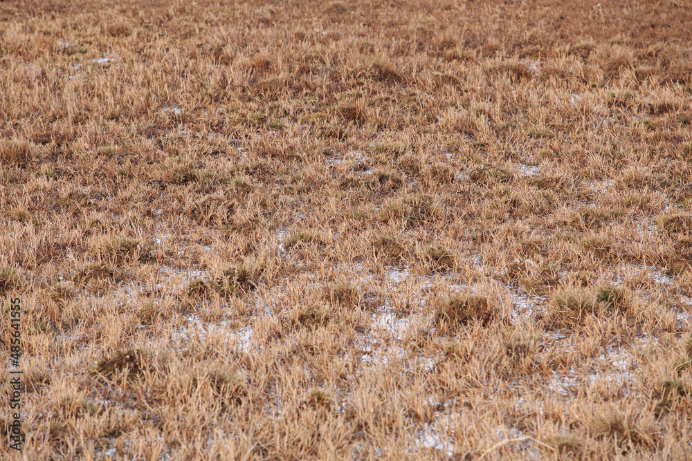 Fototapeta premium Yellowed grass on a wetland in early spring. The water is frozen to ice. Vegetation on the riverbank