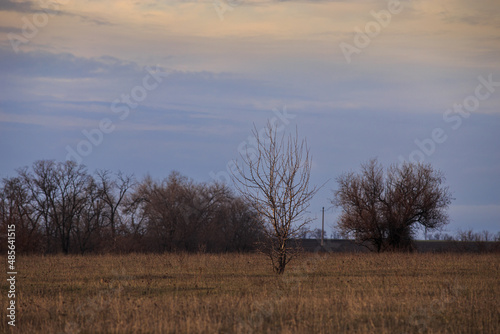 A lone tree without leaves in a steppe area in early spring or late fall. 