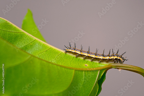 Speyeria Cybele caterpillar