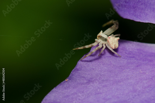 Crab spider Thomisus onustus stalking prey on a petal of bigleaf periwinkle Vinca major. Male. Valleseco. Gran Canaria. Canary Islands. Spain. photo