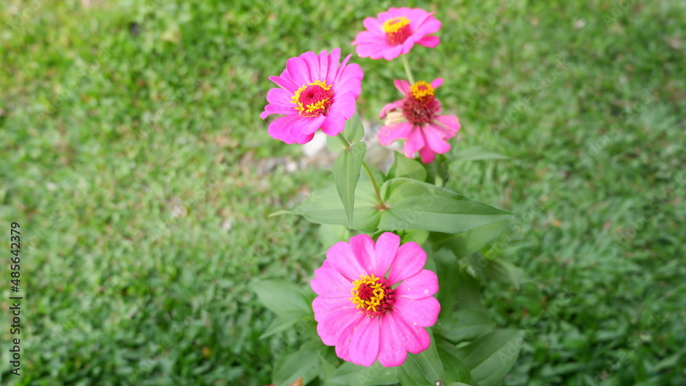 flower lives in the garden 