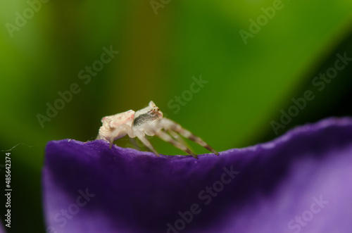 Crab spider Thomisus onustus on a petal of bigleaf periwinkle Vinca major. Male. Valleseco. Gran Canaria. Canary Islands. Spain. photo