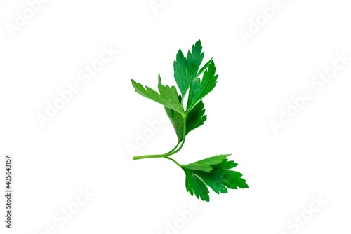 Top view parsley leaf isolated on white background.
