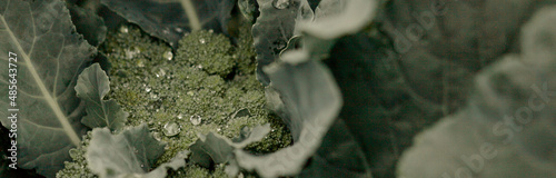 Young green cabbage leaves.Young cabbage.space for copying.Banner