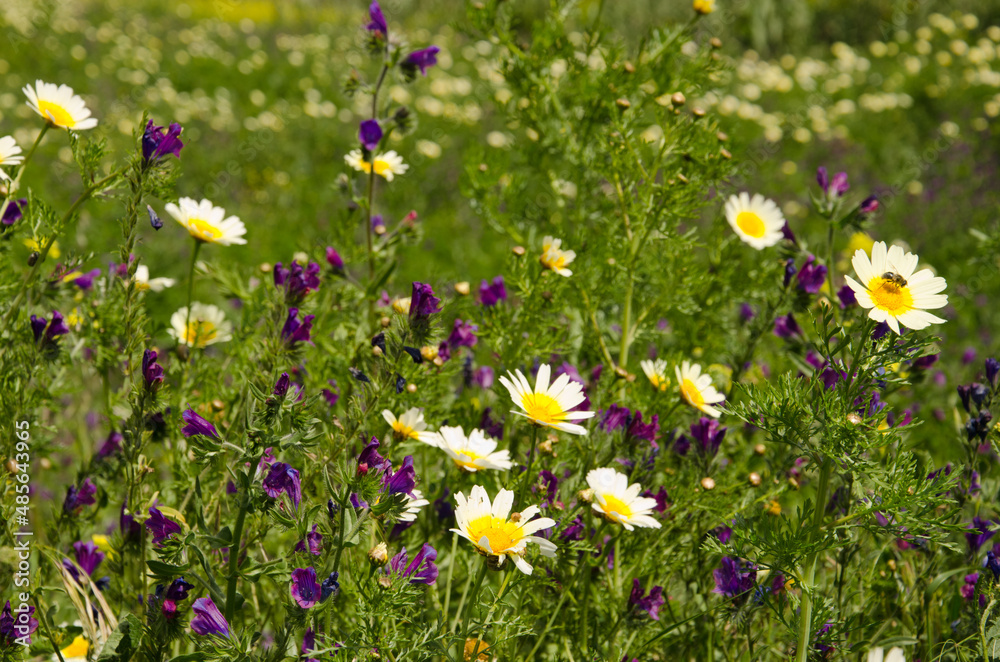 Field of garland chrysanthemum Glebionis coronaria and purple viper's-bugloss Echium plantagineum. Valleseco. Gran Canaria. Canary Islands. Spain. Field of garland chrysanthemum Glebionis coronaria and purple viper's-bugloss Echium plantagineum. Valleseco. Gran Canaria. Canary Islands. Spain.