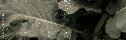 Young green cabbage leaves.Young cabbage.space for copying.Banner