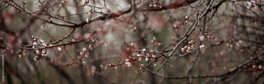 trees with flowering branches.Spring.space for copying.Banner