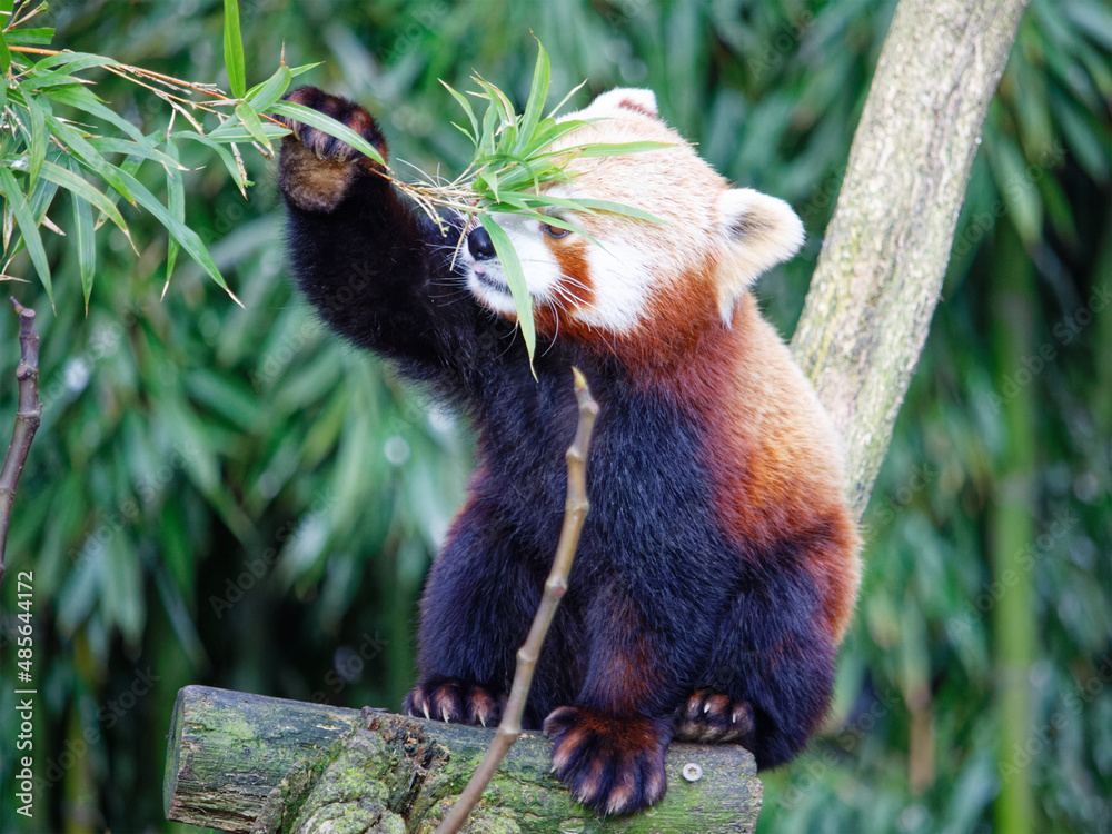 Panda roux qui mange des feuilles de bambou dans le parc animalier de ...