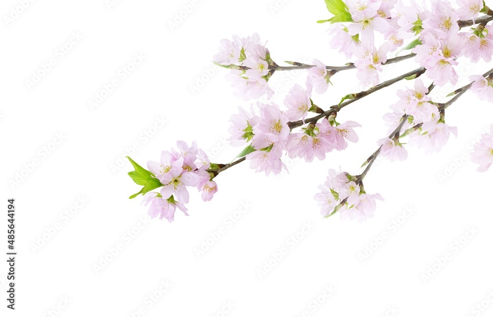 桜 さくら 花 イラスト リアル セット Stock Photo Adobe Stock