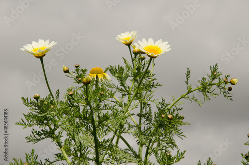 Garland chrysanthemum Glebionis coronaria in bloom. Valleseco. Gran Canaria. Canary Islands. Spain. photo