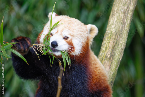 Panda roux qui mange des feuilles de bambou dans le parc animalier de Branféré en Bretagne. C'est un mammifère protégé et en danger d'extinction