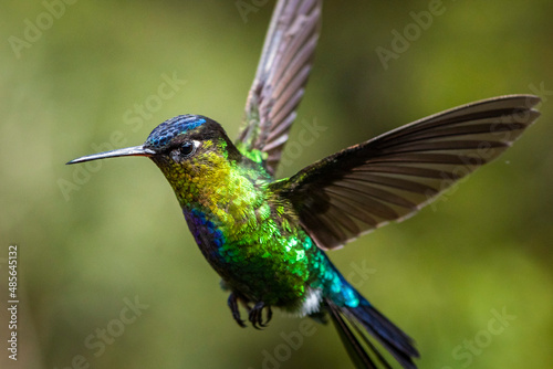 Fiery-throated Hummingbird (Panterpe insignis), San Gerardo de Dota, San Jose Province, Costa Rica photo