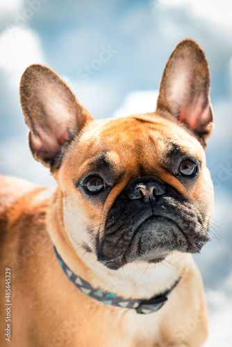 Fototapeta Naklejka Na Ścianę i Meble -  French buldog dog close-up portrait