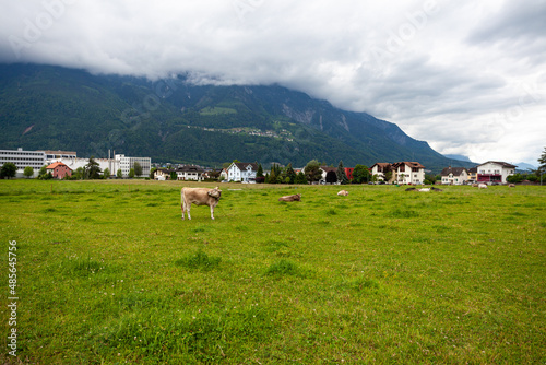 grazing cows in a mountain landscape