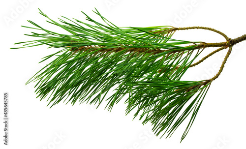 Branches of fragrant pine, isolated on white background without shadow. Close-up.