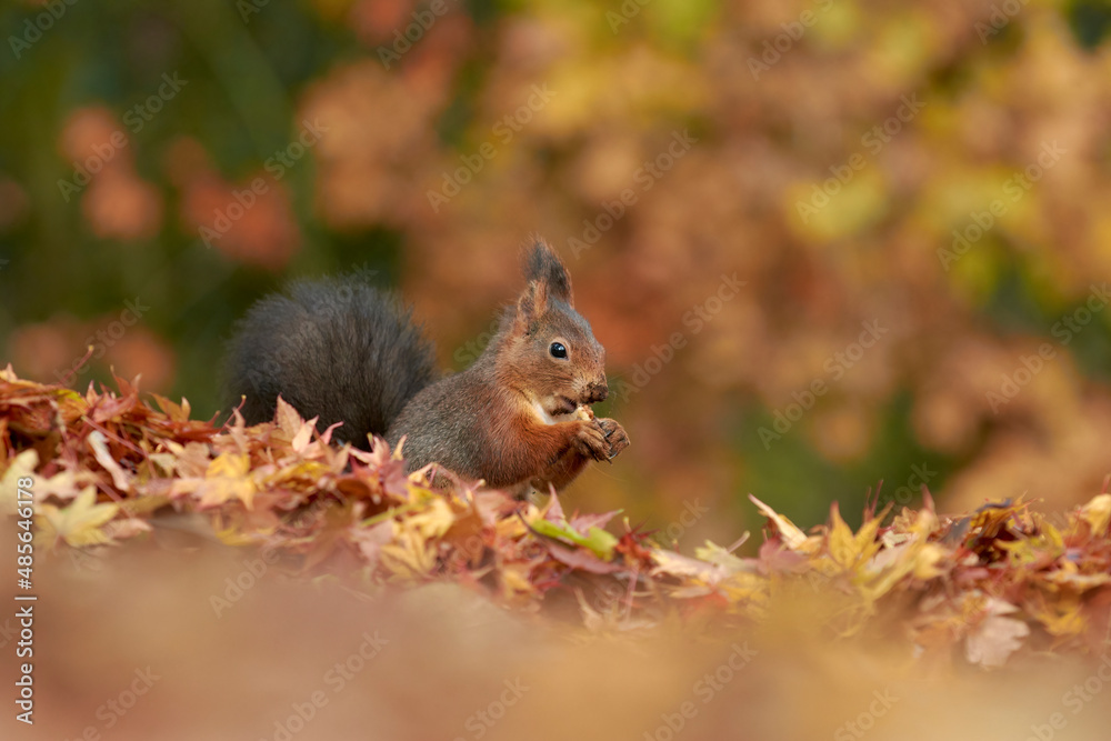 Squirrel in the autumn forest