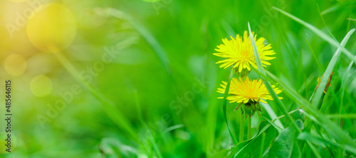 Abstract spring background with green grass and dandelion