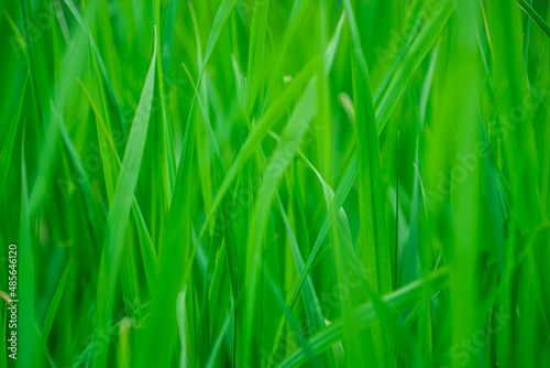 Abstract spring background with green grass