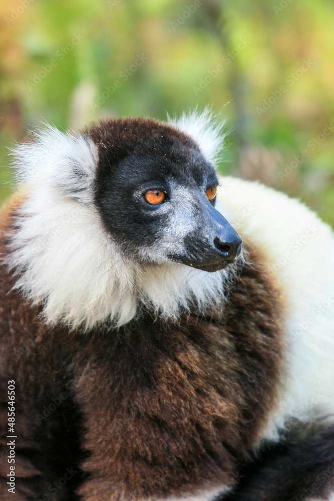 Portrait of a Black and white ruffed lemur at Andasibe-Mantadia National Park in Madagascar