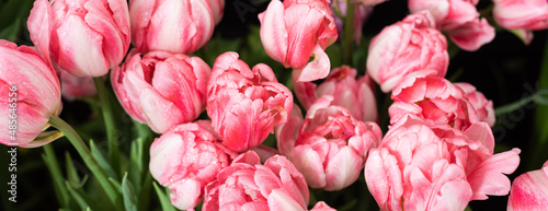 Foxtrot tulips flowering in the spring sunlight, soft selective focus photo