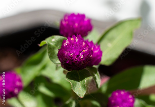Obraz na plátne La Gomphrena es una planta medicinal originaria de Sudamérica