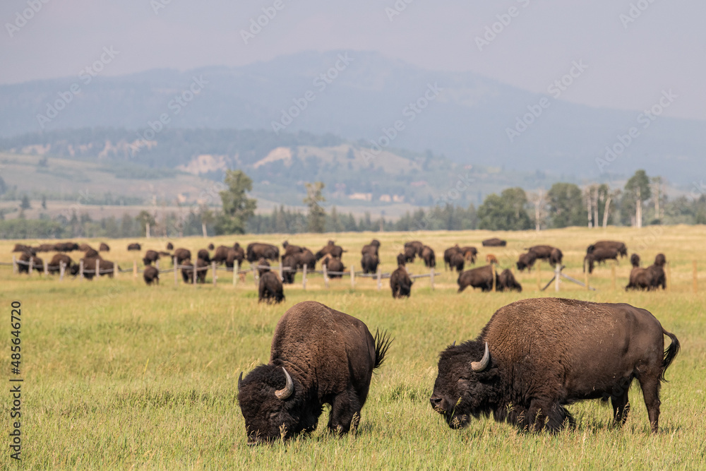 Bisons grazing in the wild