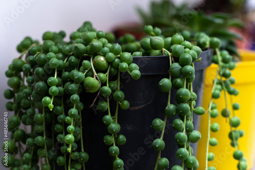 Su nombre científico es Senecio rowleyanus y nos llega del Sur de África. Aunque en su hábitat natural es una planta rastrera, el uso que normalmente le damos es como planta colgante.  photo