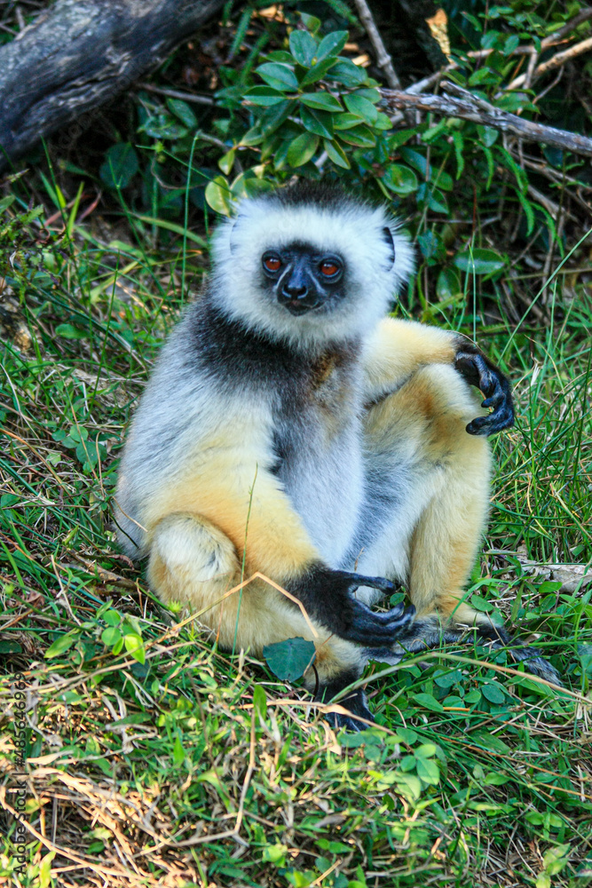 Obraz premium A Diademed Sifaka sitting on the ground with arms outspread at Andasibe-Mantadia National Park in Madagascar