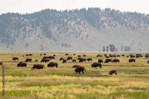 Herd of Bisons grazing