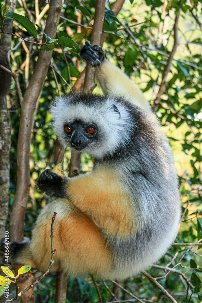 Fototapeta premium A Diademed Sifaka clings to a tree at Andasibe-Mantadia National Park in Madagascar