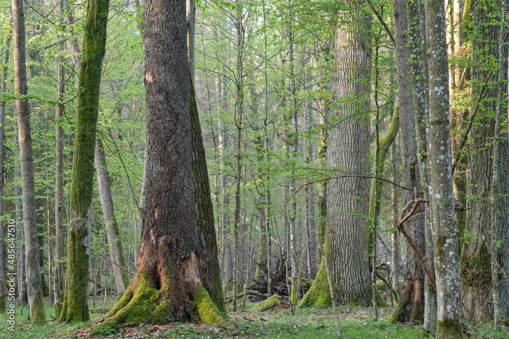 Obraz premium Deciduous forest in springtime before sunrise