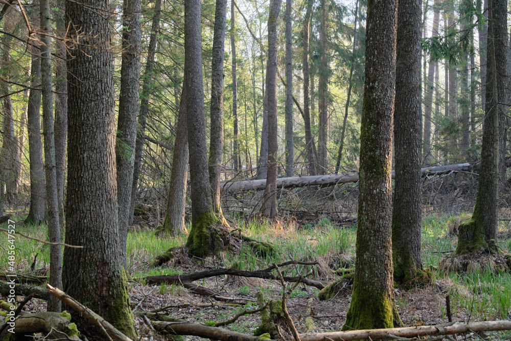 Fototapeta premium Alder tree deciduous stand in morning