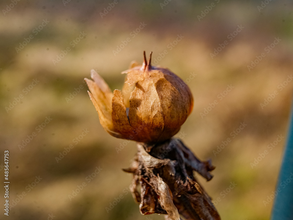 dry seed shell stem with brown  blur background