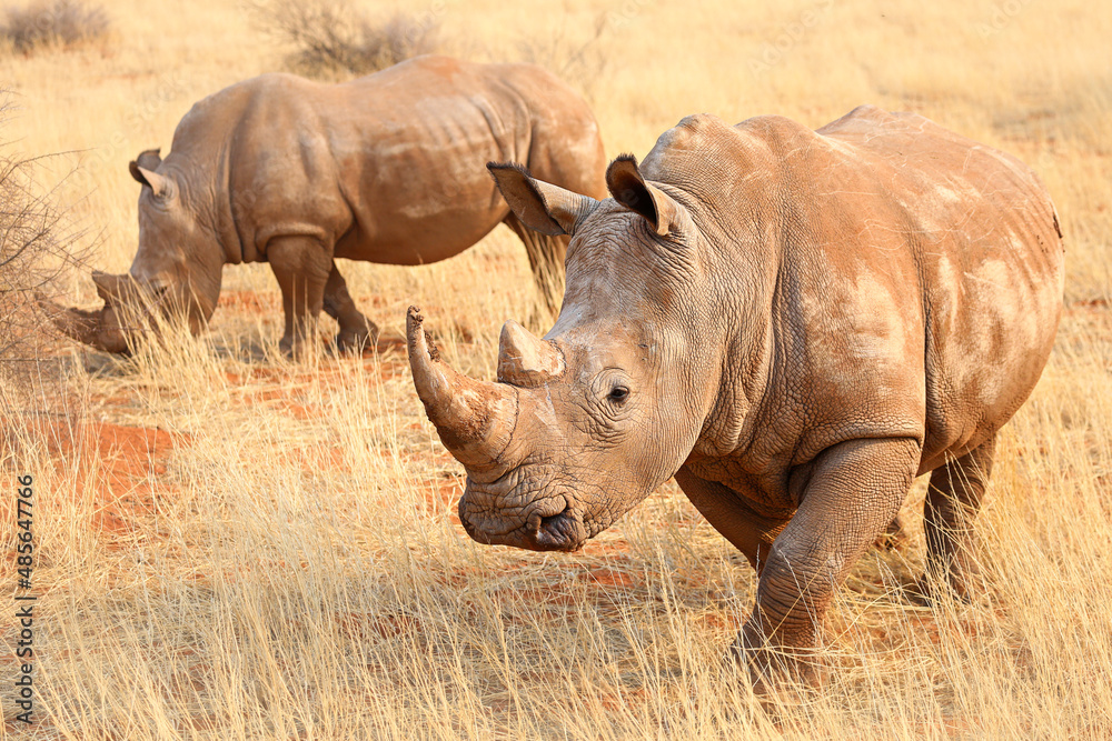 Obraz premium Rhinos in the Kalahari Desert, Namibia