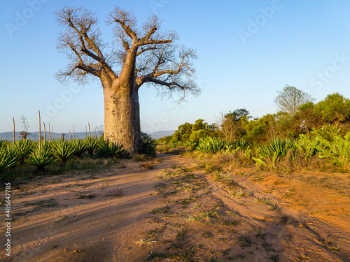Baobab trees in a sisal plantation near the Mandrare River in Southerm Madagascar