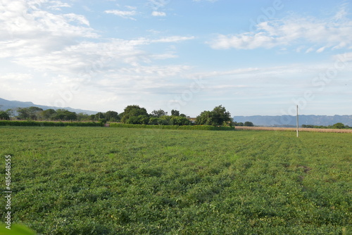 paisaje de pastos verdes con arboles al fondo y cielo hermoso azul y nubes blancas  © WILSON LOAIZA