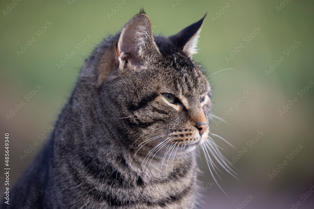 close up of a cat side face thin depth of field outdoor close up of a cat side face thin depth of field outdoor