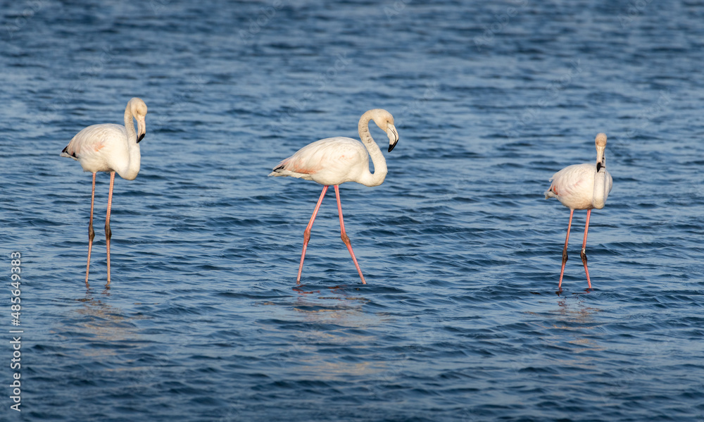 Flamingo em lago