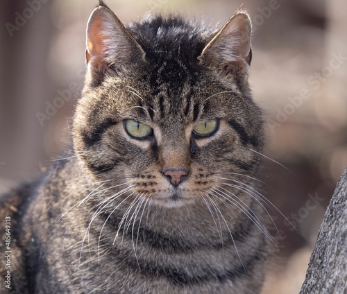 portrait of a heather graycat face frontal outdoor bluring background photo